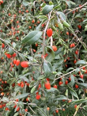 Lycium barbarum