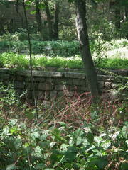 Persicaria filiformis