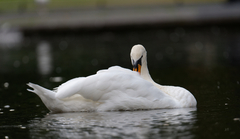 Cygnus olor