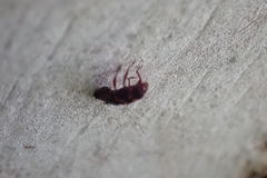 Diocalandra frumenti