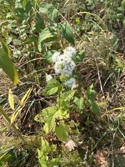 Ageratina altissima