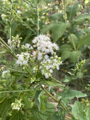 Ageratina altissima
