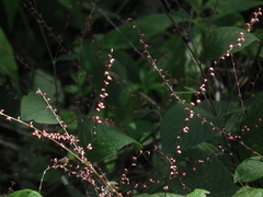 Persicaria filiformis