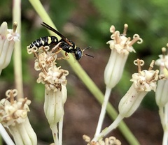 Philanthus ventilabris