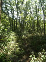 Persicaria filiformis