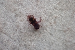 Diocalandra frumenti