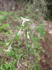 Leucocoryne ixioides