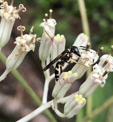 Philanthus ventilabris