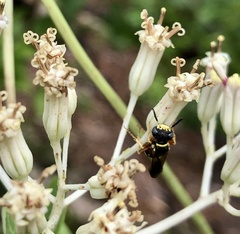 Philanthus ventilabris