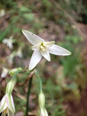 Leucocoryne ixioides