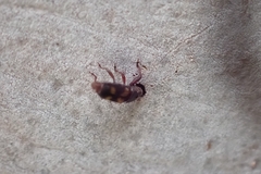 Diocalandra frumenti