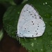 Holly Blue - Photo (c) Jakob Fahr, some rights reserved (CC BY-NC), uploaded by Jakob Fahr