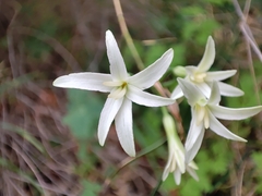 Leucocoryne ixioides