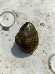 Truncilla truncata