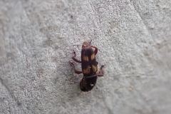 Diocalandra frumenti