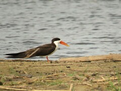 Rynchops flavirostris
