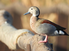Callonetta leucophrys