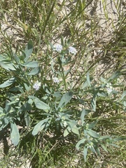 Heliotropium curassavicum