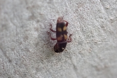 Diocalandra frumenti