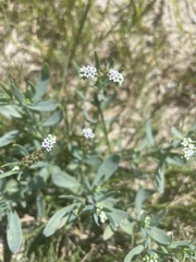 Heliotropium curassavicum