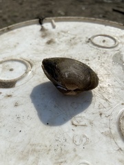 Truncilla truncata