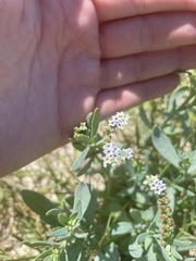 Heliotropium curassavicum