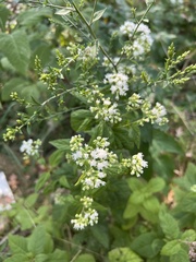 Ageratina altissima