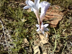 Ixia rapunculoides