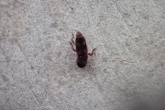 Diocalandra frumenti