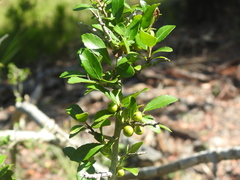 Ilex vomitoria