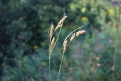 Carex hartmanii