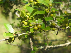 Ilex vomitoria