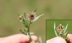 Centaurea oxylepis