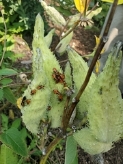 Oncopeltus fasciatus