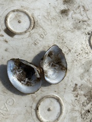 Truncilla truncata