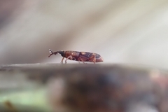 Diocalandra frumenti