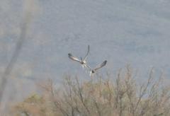 Circaetus pectoralis