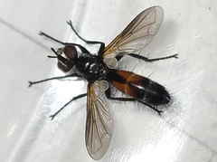 Cylindromyia interrupta