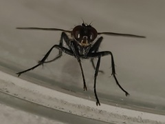 Cylindromyia interrupta