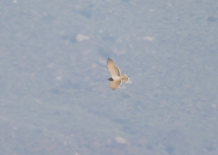 Circaetus pectoralis