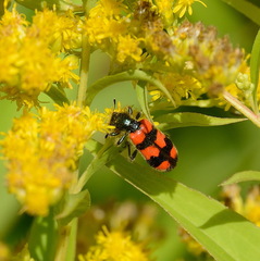 Trichodes apiarius