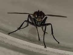 Cylindromyia interrupta