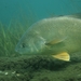 Freshwater Drum - Photo (c) Eric C. Maxwell, some rights reserved (CC BY-NC), uploaded by Eric C. Maxwell