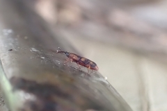 Diocalandra frumenti