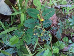 Chamaecrista
