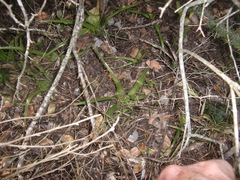 Colchicum eucomoides