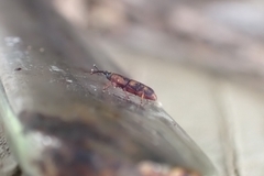 Diocalandra frumenti