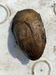 Potamilus fragilis