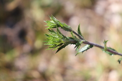 Carlina vulgaris