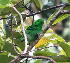 Calyptomena viridis